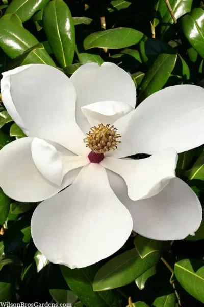 Greenback Southern Magnolia - 3 Gallon Pot -Chaste Tree World magnolia grandiflora mgtig greenback 2