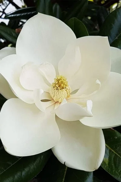 Southern Magnolia Tree - 5 Gallon Pot -Chaste Tree World magnolia grandiflora southern magnolia 1