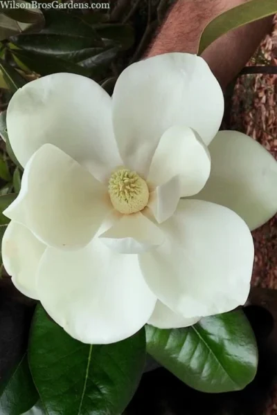 Southern Magnolia Tree - 5 Gallon Pot -Chaste Tree World magnolia grandiflora southern magnolia 2