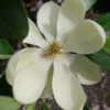 Green Shadow Sweetbay Magnolia Tree (Magnolia Virginiana) - 3 Gallon Pot (3-4')