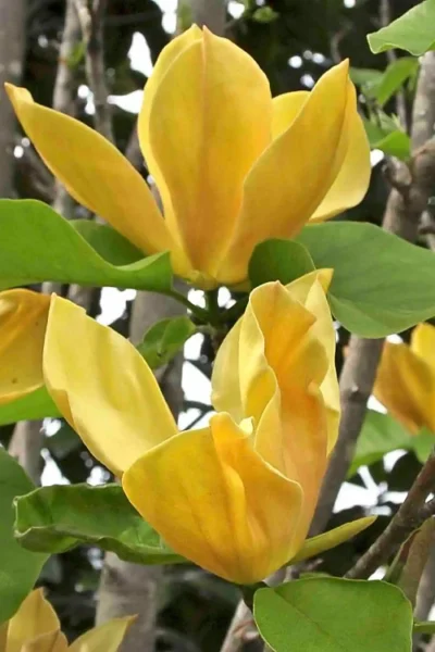 Judy Zuk Yellow Magnolia (Tulip Tree) - 7 Gallon Pot (6-7')