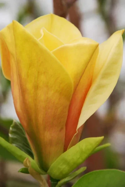 Judy Zuk Yellow Magnolia (Tulip Tree) - 7 Gallon Pot (6-7') -Chaste Tree World magnolia judy zuk yellow tulip tree 3