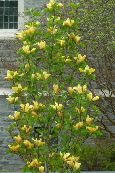 Judy Zuk Yellow Magnolia (Tulip Tree) - 7 Gallon Pot (6-7') -Chaste Tree World magnolia judy zuk yellow tulip tree 7
