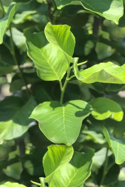 Judy Zuk Yellow Magnolia (Tulip Tree) - 7 Gallon Pot (6-7') -Chaste Tree World magnolia judy zuk yellow tulip tree 8