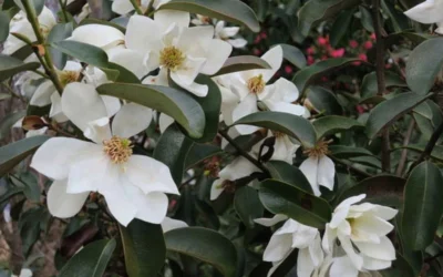 Eternal Spring Magnolia - 3 Gallon Pot 9 Eternal Spring Magnolia - 3 Gallon Pot -Chaste Tree World magnolia laevifolia x20m maudiae20 eternal spring 7