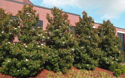 Little Gem Dwarf Southern Magnolia - 5 Gallon Pot 12 Little Gem Dwarf Southern Magnolia - 5 Gallon Pot -Chaste Tree World magnolia little gem 11 5