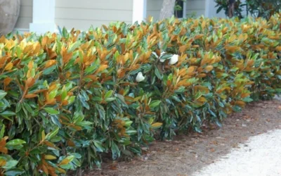 Little Gem Dwarf Southern Magnolia - 7 Gallon Pot (5-6') 16 Little Gem Dwarf Southern Magnolia - 7 Gallon Pot (5-6') -Chaste Tree World magnolia little gem 12