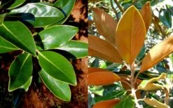 Little Gem Dwarf Southern Magnolia - 7 Gallon Pot (5-6') -Chaste Tree World magnolia little gem 16