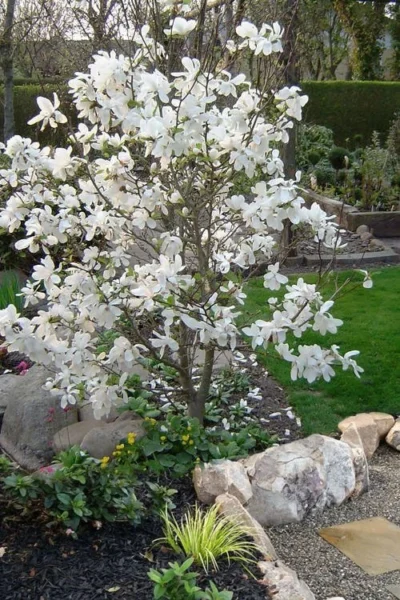 Dr. Merrill Magnolia Tree - 7 Gallon Pot (6-7') -Chaste Tree World magnolia loebneri dr merrill 1