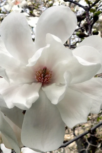 Dr. Merrill Magnolia Tree - 7 Gallon Pot (6-7')