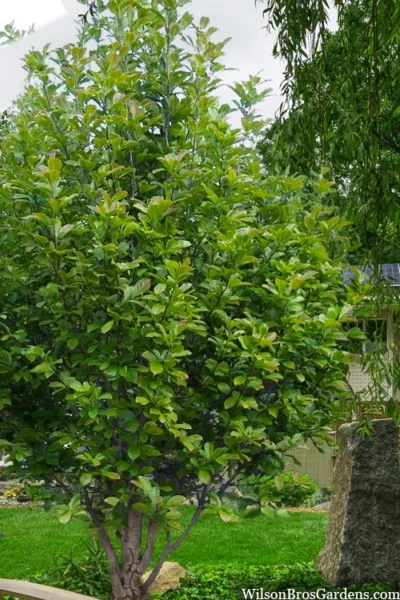 Dr. Merrill Magnolia Tree - 7 Gallon Pot (6-7') -Chaste Tree World magnolia loebneri dr merrill 12