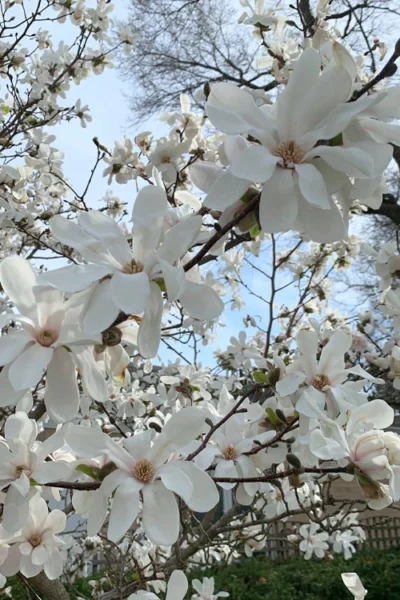 Dr. Merrill Magnolia Tree - 7 Gallon Pot (6-7') -Chaste Tree World magnolia loebneri dr merrill 2