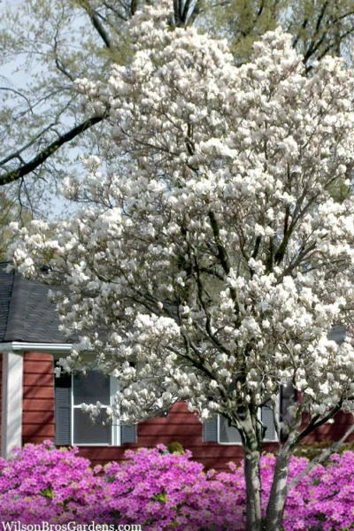 Dr. Merrill Magnolia Tree - 7 Gallon Pot (6-7') -Chaste Tree World magnolia loebneri dr merrill 4