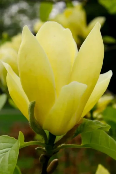Lois Yellow Magnolia (Tulip Tree) - 7 Gallon Pot (5-6') -Chaste Tree World magnolia lois yellow tulip tree 1