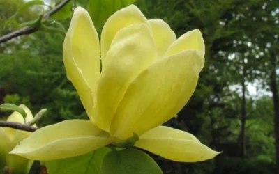 Lois Yellow Magnolia (Tulip Tree) - 7 Gallon Pot (5-6') -Chaste Tree World magnolia lois yellow tulip tree 10