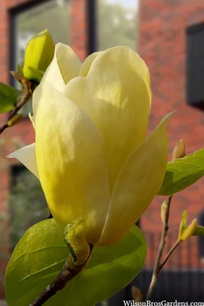 Lois Yellow Magnolia (Tulip Tree) - 7 Gallon Pot (5-6') -Chaste Tree World magnolia lois yellow tulip tree 5