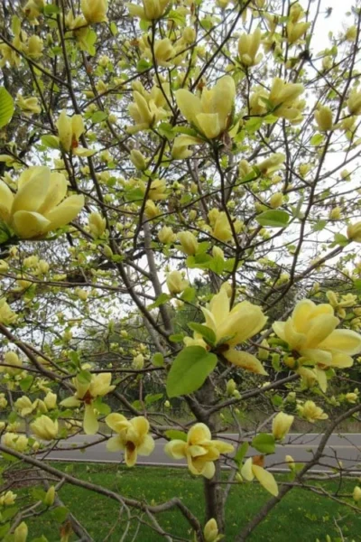 Lois Yellow Magnolia (Tulip Tree) - 7 Gallon Pot (5-6') -Chaste Tree World magnolia lois yellow tulip tree 7