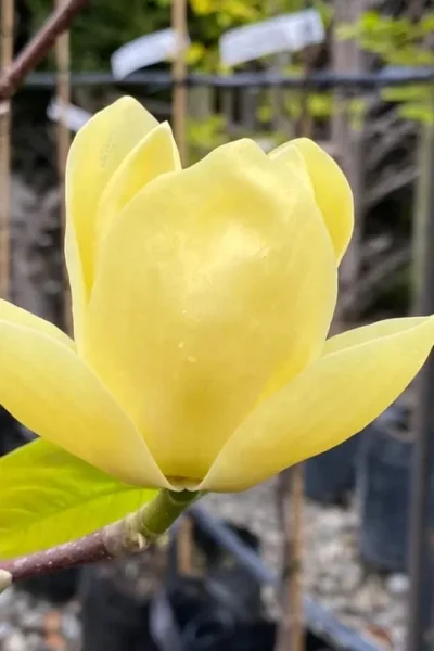 Lois Yellow Magnolia (Tulip Tree) - 7 Gallon Pot (5-6') -Chaste Tree World magnolia lois yellow tulip tree 9