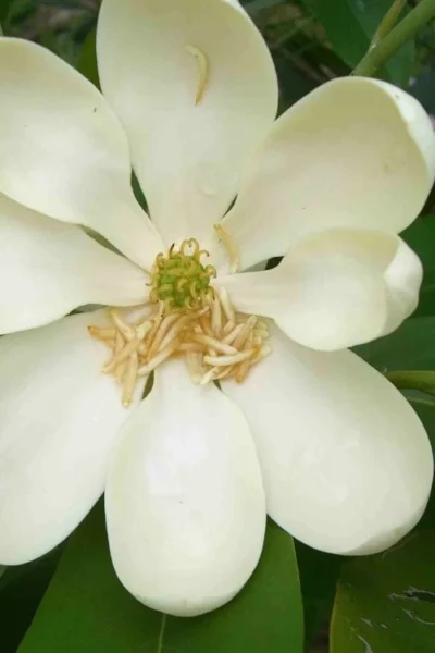Moonglow Sweetbay Magnolia Tree (Magnolia Virginiana 'Jim Wilson') - 1 Gallon Pot -Chaste Tree World magnolia moonglow sweetbay flower 2
