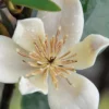 Serendipity Banana Shrub (Magnolia Figo) - 5 Gallon Pot