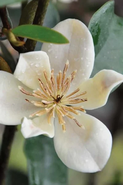 Serendipity Banana Shrub (Magnolia Figo) - 5 Gallon Pot