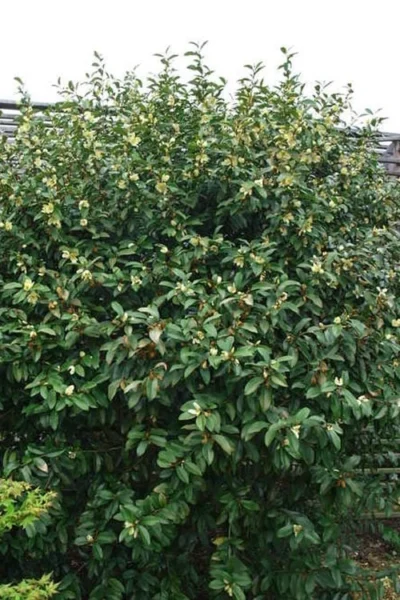 Serendipity Banana Shrub (Magnolia Figo) - 5 Gallon Pot -Chaste Tree World magnolia serendipity banana shrub 2