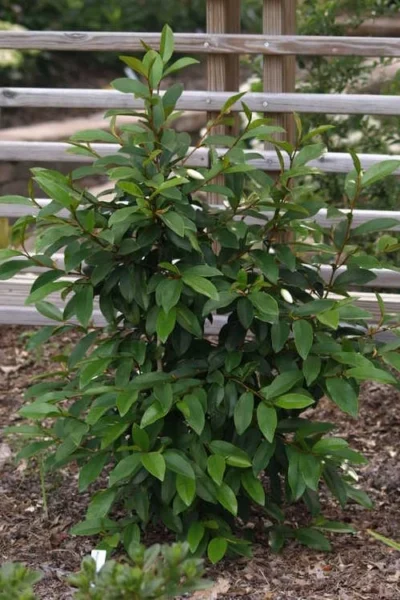 Serendipity Banana Shrub (Magnolia Figo) - 5 Gallon Pot -Chaste Tree World magnolia serendipity banana shrub 3