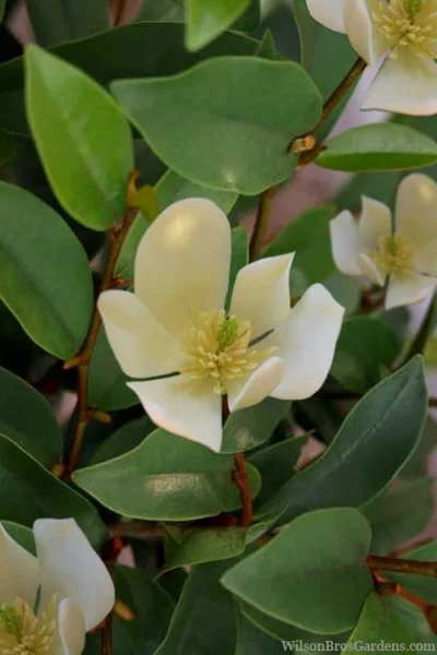Serendipity Banana Shrub (Magnolia Figo) - 5 Gallon Pot -Chaste Tree World magnolia serendipity banana shrub 4