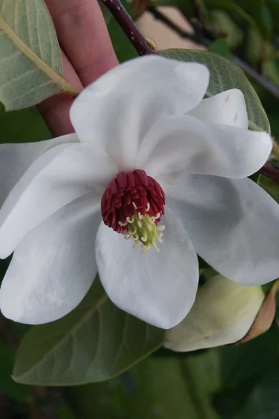 Oyama Magnolia - 7 Gallon Pot (5-6') -Chaste Tree World magnolia sieboldii oyama korean mountain magnolia tree 12