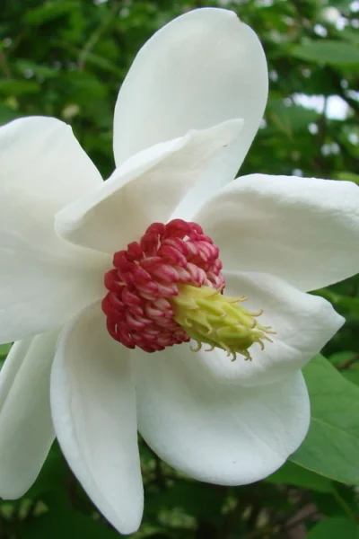 Oyama Magnolia - 7 Gallon Pot (5-6')