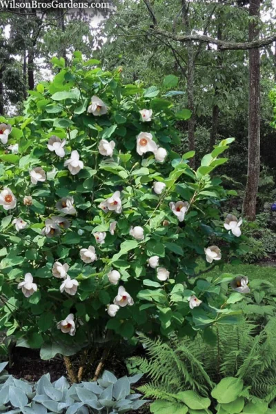 Oyama Magnolia - 7 Gallon Pot (5-6') -Chaste Tree World magnolia sieboldii oyama korean mountain magnolia tree 9