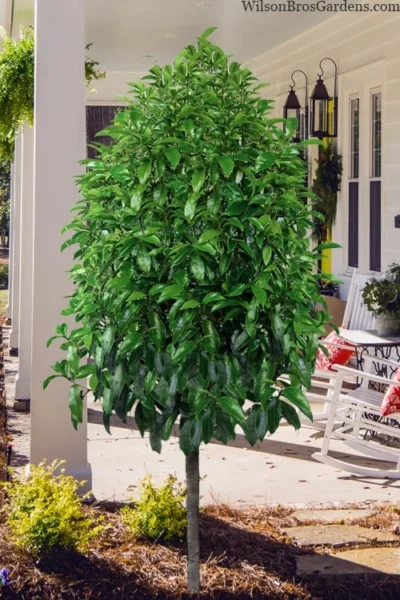 Stellar Ruby Magnolia Single Trunk Tree (Banana Shrub Hybrid) - 7 Gallon Pot (4-5') -Chaste Tree World magnolia stellar ruby single trunk tree form 1 1