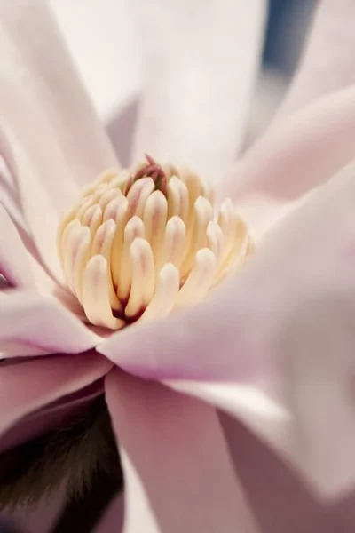 Waterlily Star Magnolia Tree - 3 Gallon Pot -Chaste Tree World magnolia stellata waterlily 101