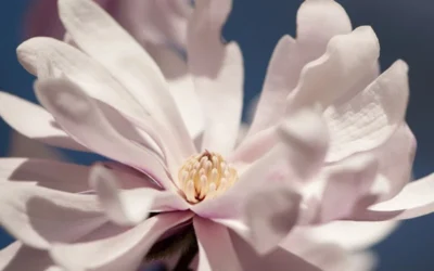 Waterlily Star Magnolia Tree - 3 Gallon Pot -Chaste Tree World magnolia stellata waterlily 103