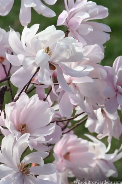 Waterlily Star Magnolia Tree - 3 Gallon Pot -Chaste Tree World magnolia stellata waterlily 109