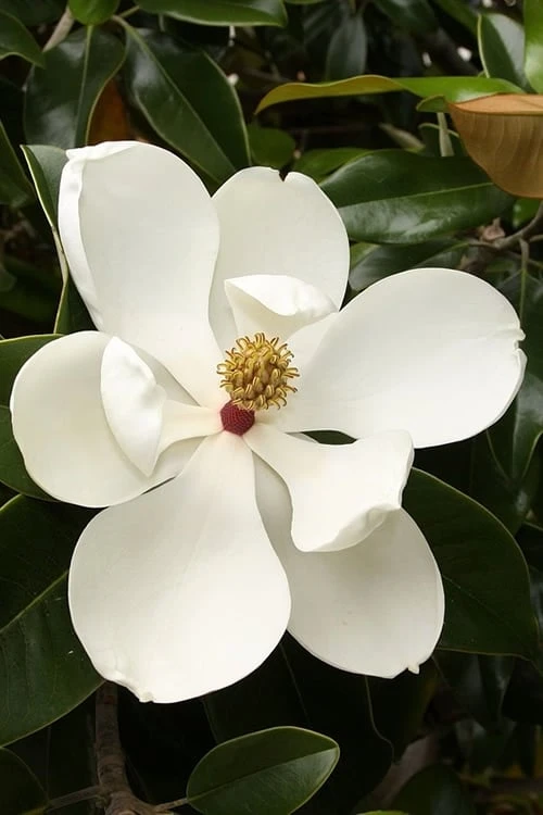 Teddy Bear Dwarf Southern Magnolia - 7 Gallon Pot (2-3') 6 Teddy Bear Dwarf Southern Magnolia - 7 Gallon Pot (2-3') - Image 6