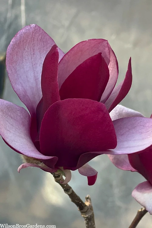 Tinker Belle Magnolia (Tulip Tree) - 7 Gallon Pot 1 Tinker Belle Magnolia (Tulip Tree) - 7 Gallon Pot