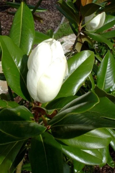 Victoria Cold Hardy Evergreen Magnolia - 7 Gallon Pot (3-4') -Chaste Tree World magnolia victoria 8