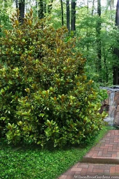 Victoria Cold Hardy Evergreen Magnolia - 7 Gallon Pot (3-4') -Chaste Tree World magnolia victoria 9