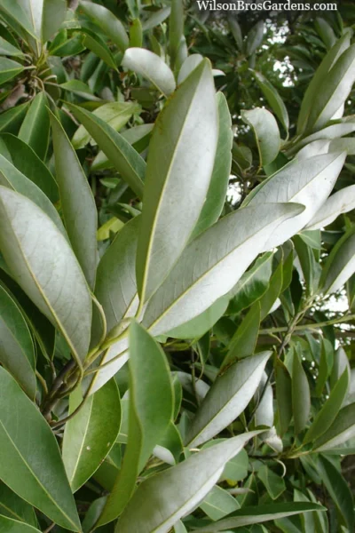 Silver Mist Sweetbay Magnolia - 3 Gallon Pot -Chaste Tree World magnolia virginiana silver mist sweetbay 4