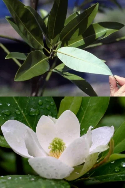 Silver Mist Sweetbay Magnolia - 3 Gallon Pot -Chaste Tree World magnolia virginiana silver mist sweetbay 6