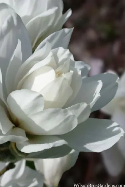 Wildcat Star Magnolia Tree - 1 Gallon Pot 12 Wildcat Star Magnolia Tree - 1 Gallon Pot -Chaste Tree World magnolia x loebneri wildcat star magnolia 6