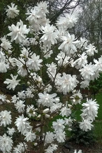 Wildcat Star Magnolia Tree - 1 Gallon Pot 10 Wildcat Star Magnolia Tree - 1 Gallon Pot -Chaste Tree World magnolia x loebneri wildcat star magnolia 8