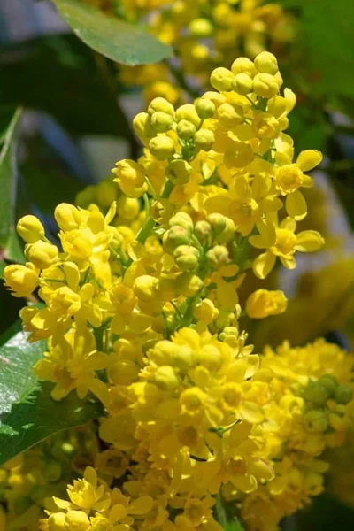 Oregon Grape Holly Mahonia - 1 Gallon Pot -Chaste Tree World mahonia aquifolium oregon grape holly 1