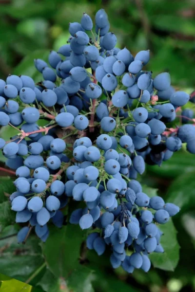 Oregon Grape Holly Mahonia - 1 Gallon Pot