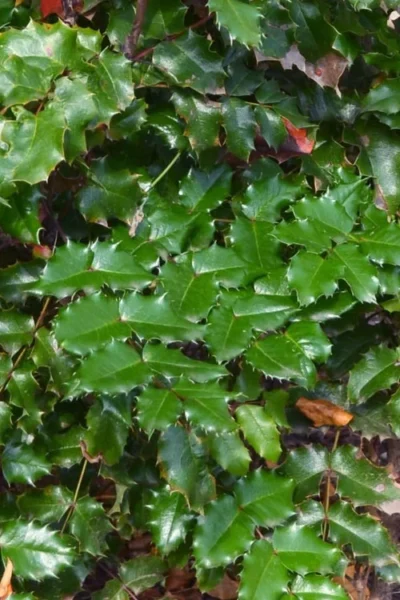 Oregon Grape Holly Mahonia - 1 Gallon Pot -Chaste Tree World mahonia aquifolium oregon grape holly 13
