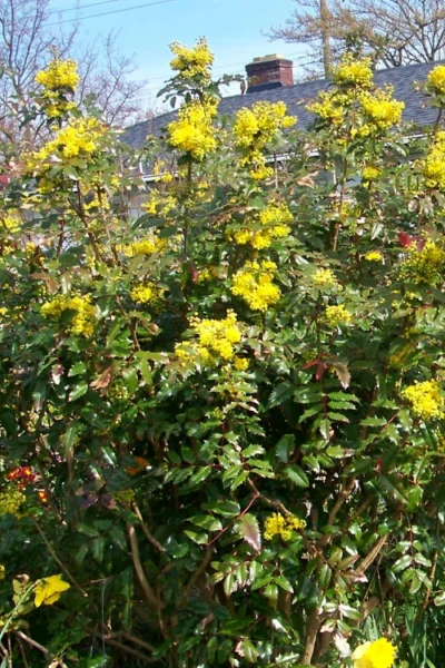 Oregon Grape Holly Mahonia - 1 Gallon Pot -Chaste Tree World mahonia aquifolium oregon grape holly 14