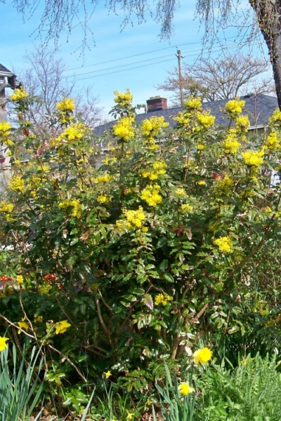Oregon Grape Holly Mahonia - 1 Gallon Pot -Chaste Tree World mahonia aquifolium oregon grape holly 15