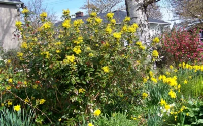 Oregon Grape Holly Mahonia - 1 Gallon Pot -Chaste Tree World mahonia aquifolium oregon grape holly 16