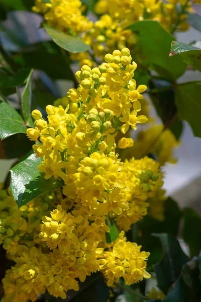 Oregon Grape Holly Mahonia - 1 Gallon Pot -Chaste Tree World mahonia aquifolium oregon grape holly 2